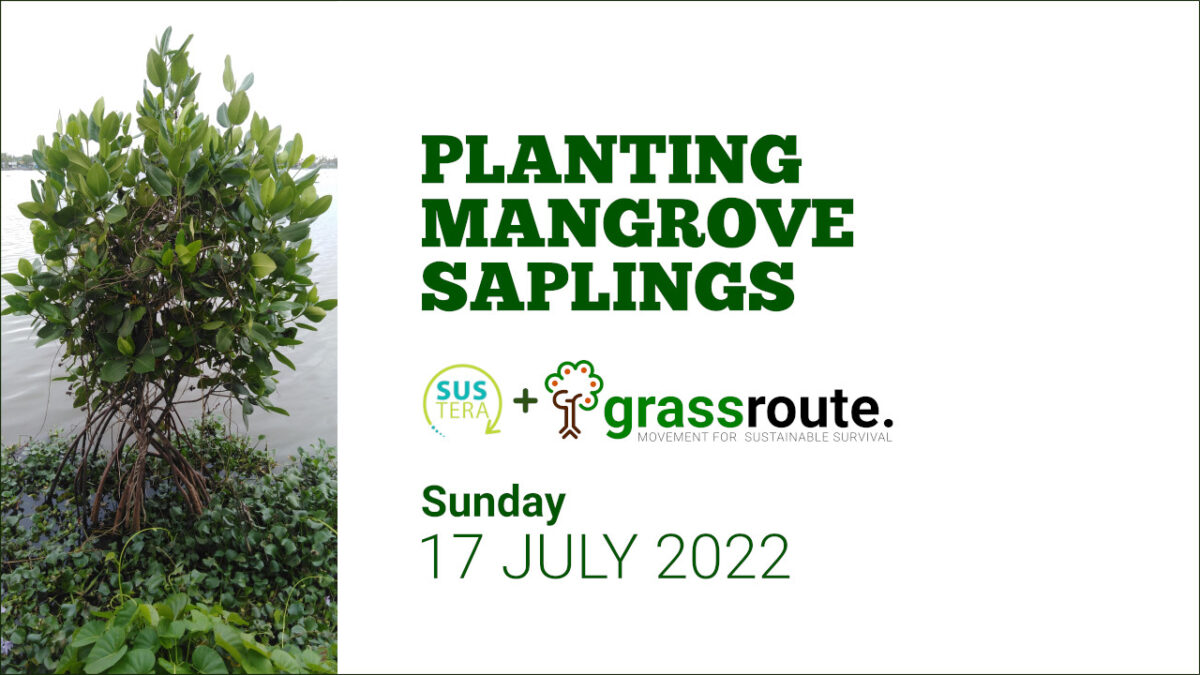Planting Mangroves