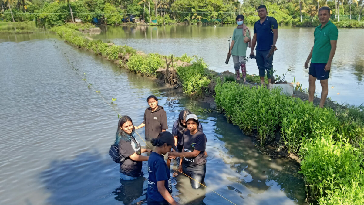 Planting Mangrove Saplings with Sustera